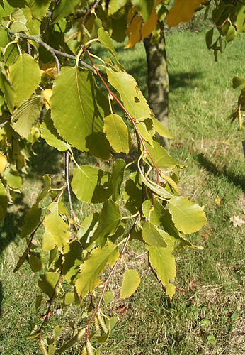 Betula lenta